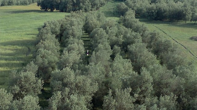 Watch Through the Olive Trees Online