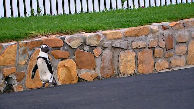 Watch Penguins Under Siege Online