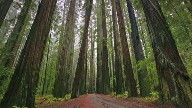 Watch Living Landscapes California Redwoods Online