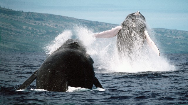 Watch Fellowship Of The Humpback Whales Online