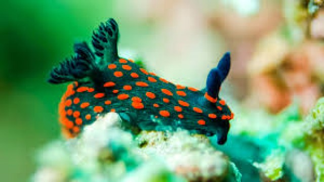 Watch Venomous Marine Adaptations Online