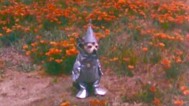 Watch Tin Woodman's Home Movie #2 Online