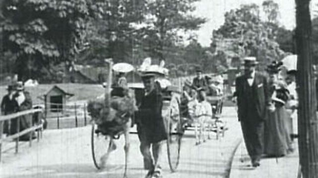 Watch Promenade of Ostriches Online