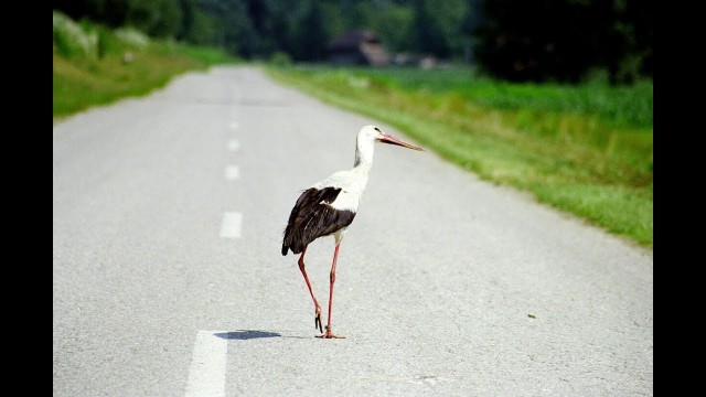 Watch Flight of the Stork Online