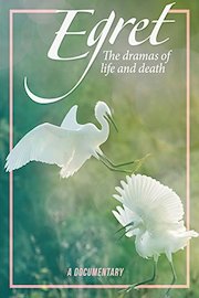 Egret