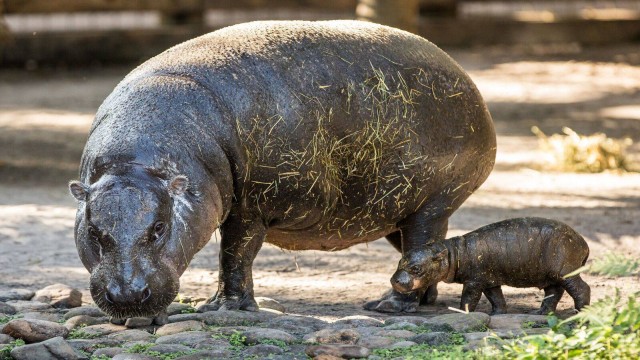Watch The Elusive Pigmy Hippopotamus Online