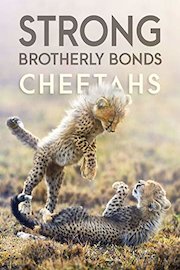Strong Brotherly Bonds: Cheetahs