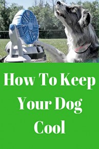 How To Keep Your Dog Cool