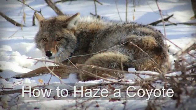 Watch How To Haze A Coyote Online
