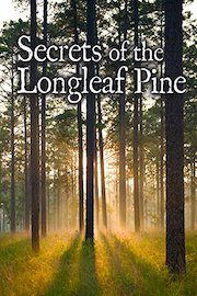 Secrets of the Longleaf Pine
