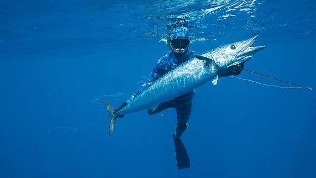 Watch Shark vs. Tuna Online