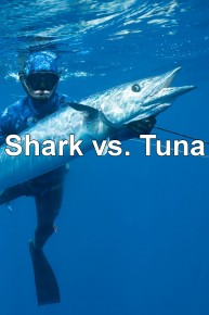 Shark vs. Tuna