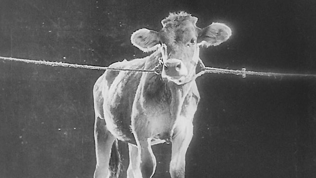 Watch The General Line Online