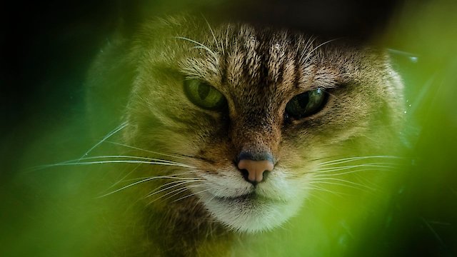 Watch The Tigers of Scotland Online