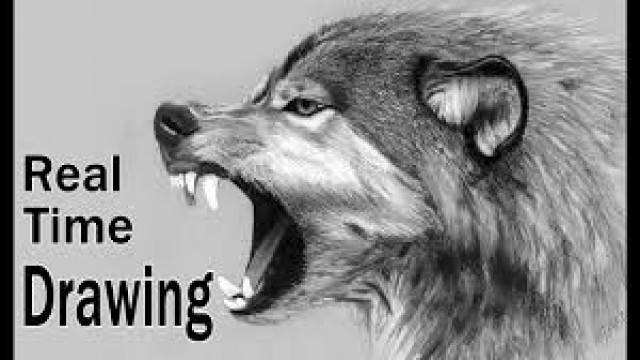 Watch Drawing of a Roaring Wolf Online