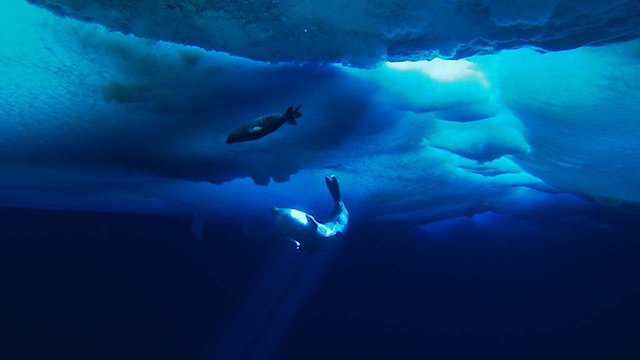 Watch The Last Ocean Online