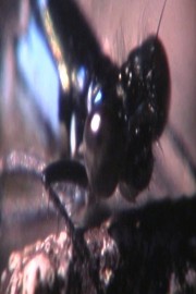 Odonata