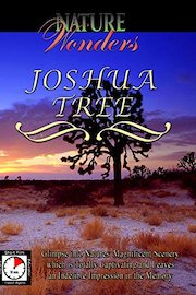Nature Wonders - Joshua Tree - California - U.S.A.