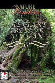 Nature Wonders - The Giant Trees of Alishan - Taiwan