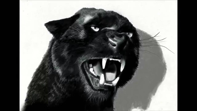 Watch Drawing of a Roaring Black Panther Online