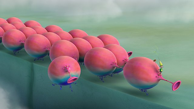 Watch The Smortlybacks Online