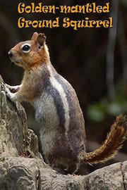Golden-mantled Ground Squirrel