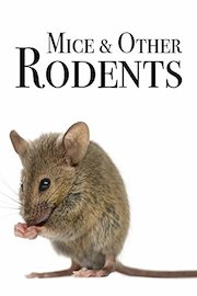 Mice & Other Rodents