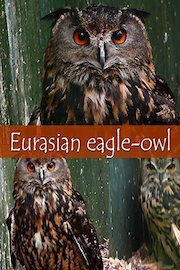 Eurasian eagle-owl