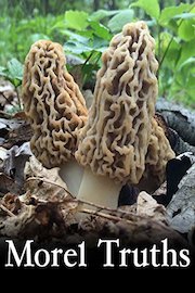 Morel Truths: What are Morel Mushrooms? (episode 1)