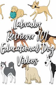 Labrador Retriever 101 Educational Dog Video