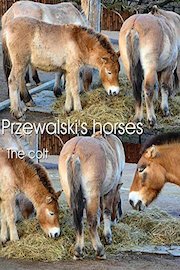 Przewalski's horses. The colt