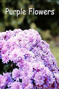 Purple Flowers