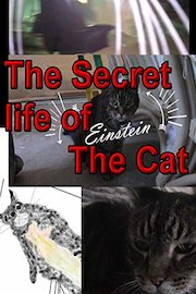 The Secret life of Einstein the Cat poster