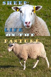 Sheep: Life on the Pasture
