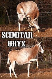 Scimitar oryx