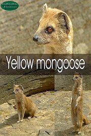 Yellow mongoose
