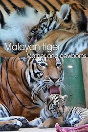 Malayan tiger. Mother and newborns