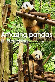 Amazing pandas. III. Excercising