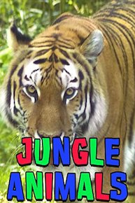 Jungle Animals
