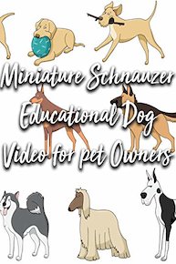 Miniature Schnauzer Education Dog Video for pet Owners