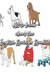 All to know about the English Springer Spaniel