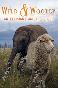 Wild & Woolly: An Elephant And His Sheep