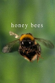 honey bees