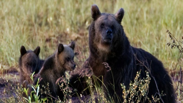Watch Visit Finland Bear Viewing in Karhu-Kuusamo Online