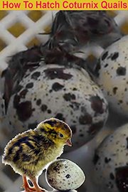 How To Hatch Coturnix Quails