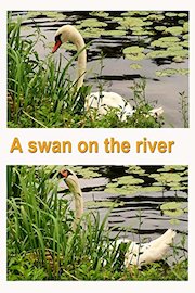 A swan on the river