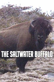 The Saltwater Buffalo