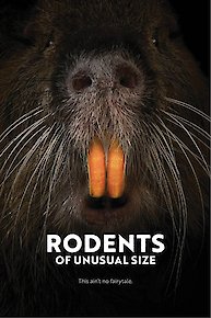 Rodents Of Unusual Size