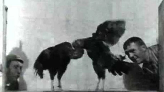 Watch Cockfight no.2 Online