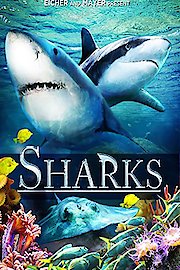 Sharks poster